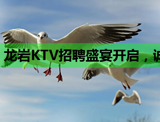 龙岩KTV招聘盛宴开启，诚邀您的加入！