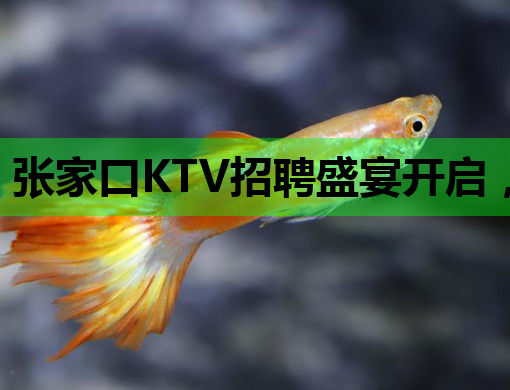 张家口KTV招聘盛宴开启，诚邀您的加入！